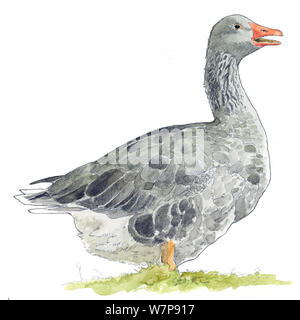 Illustration of Greylag Goose (Anser anser). Pencil and watercolor painting. Stock Photo