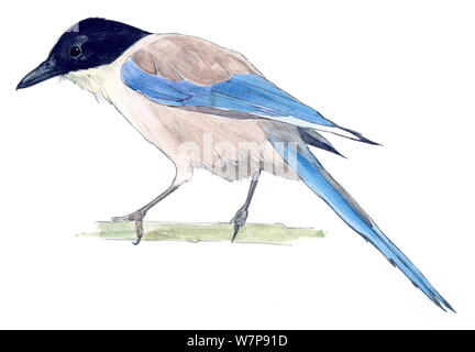 Illustration of Azure-winged Magpie (Cyanopica cyanus). Pencil and watercolor painting. Stock Photo
