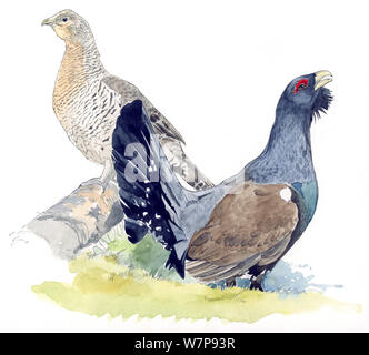 Illustration of Western Capercaillie (Tetrao urogallus) male (right) and female (left). Pencil and watercolor painting. Stock Photo
