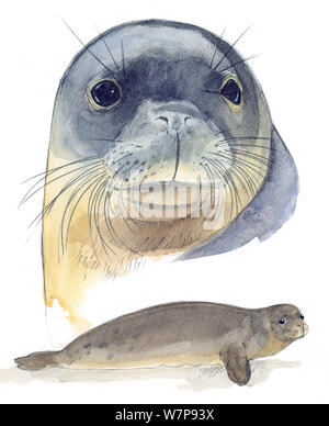 Illustration of Mediterranean Monk Seal (Monachus monachus) head and body. Critically Endangered species. Pencil and watercolor painting. Stock Photo