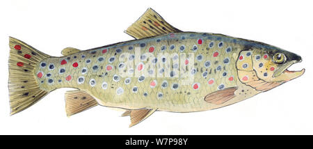 Illustration of Brown trout (Salmo trutta fario). Pencil and watercolor painting. Stock Photo