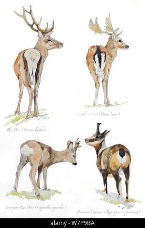 Illustration of deer: Red Deer (Cervus elaphus), Fallow Deer (Dama dama), European Roe Deer (Capreolus capreoolus) and Pyrenean Chamois (Rupicapra pyrenaica) Pencil and watercolor painting. Stock Photo