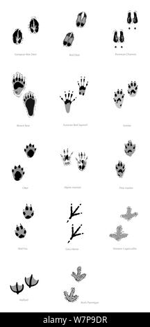 Illustration of tracks of the Pyrenean animals, Roe deer (Capreolus capreolus), Red deer (Cervus elaphus), Pyrenean chamois (Rupicapra pyrenaica), Brown bear (Ursus arctos), Red squirrel (Sciurus vulgaris), Stoat / ermine (Mustela ermina), Otter (Lutra lutra), Alpine marmot (Marmota marmota), Pine marten (Martes martes), Red fox (Vulpes vulpes), Grey heron (Ardea cinerea), Western capercaillie (Tetrao urogallus), Mallard (Anas platyrhynchos),  Rock ptarmigan (Lagopus mutus). Black and white illustration. Stock Photo