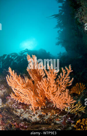 Pink Sea Fan / Warty Coral (Eunicella verrucosa). Grune du Nord, Sark, British Channel Islands, August. Stock Photo