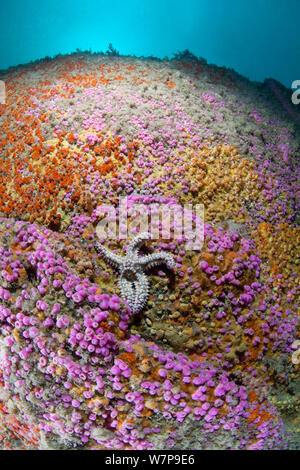 British underwater scenic with Jewel Anemones (Corynactis) and Spiny Starfish (Marthasterias glacialis). Vingt Clos, Sark, British Channel Islands, August. Stock Photo