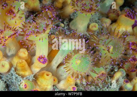 Jewel Anemones (Corynactis viridis). Pavlaison, Sark, British Channel Islands, July. Stock Photo