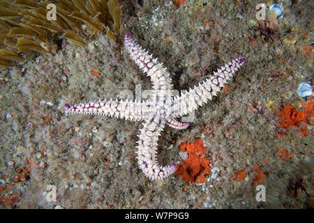 Spiny Starfish (Marthasterias glacialis) growing a new limb. Vingt Clos, Sark, British Channel Islands, August., August. Stock Photo