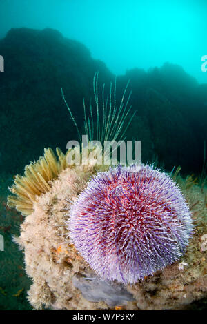 Common Sea Urchin (Echinus esculentus). L'Etac, Sark, British Channel Islands, August. Stock Photo