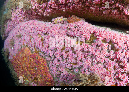 Jewel Anemones (Corynactis viridis) and Tompot Blenny (Parablennius gattorugine). Vingt Clos, Sark, British Channel Islands, August. Stock Photo