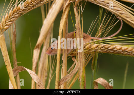 Harvest mouse (Micromys minutus) in barley cereal field, Yorkshire, UK Captive Stock Photo