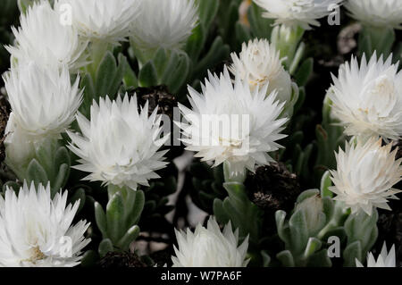 Cape Everlasting (Syncarpha speciosissima) Close up of flowers. Cape Point, Table Mountain National Park. Cape Town, South Africa, October Stock Photo