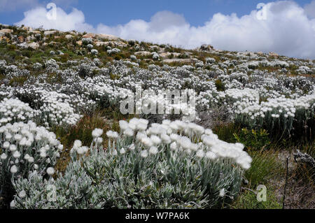 Cape Everlasting (Syncarpha speciosissima) in fynbos mosaic scrubland on sloping rocky ground. Cape Point, Table Mountain Nat Park, Cape Town, South Africa, October Stock Photo