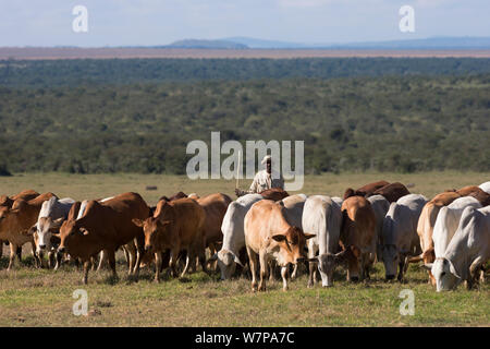 Boran cattle herd used in wildlife conservation management, Ol Pejeta ...