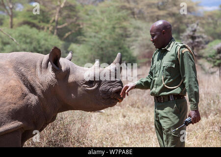 Black rhinoceros (Diceros bicornis) orphaned calf with security officer John Tanui at Lewa Wildlife Conservancy, Laikipia, Kenya, Africa, September 2012 Stock Photo