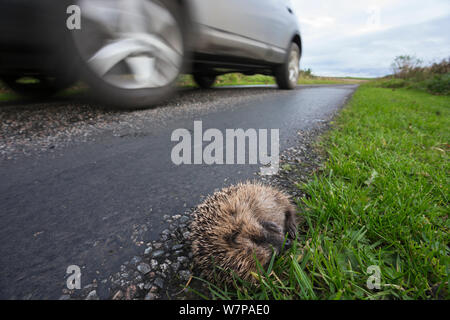 Hedgehog (Erinaceus europaeus) dead on the side of the road, Islay, Scotland, UK Stock Photo