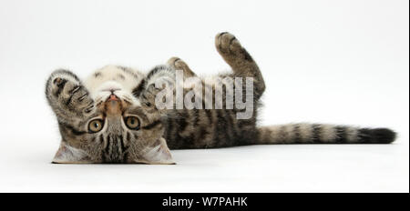 Tabby male kitten, Fosset, 3 months old, rolling playfully on his back. Stock Photo