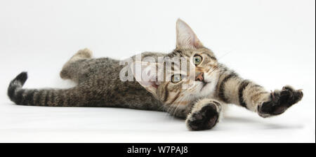 Tabby male kitten, Stanley, 4 months old, lying and stretching out. Stock Photo