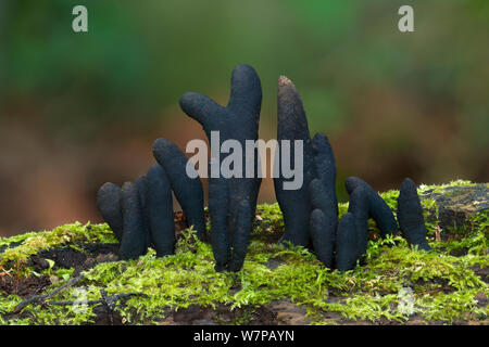 Dead man's fingers (Xylaria polymorpha) growing on fallen oak, Lamb Island, Lough Lean lower, Killarney, County Kerry, Ireland, November Stock Photo