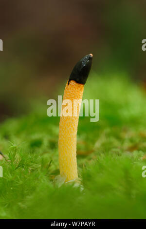 Dog stinkhorn (Mutinus caninus) near River Shimna, Tollymore Forest, Newcastle, County Down, Ireland, November Stock Photo