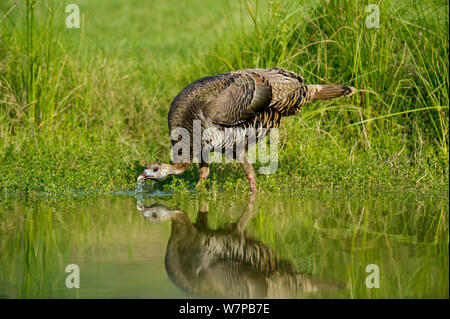 Wild turkey (Meleagris gallopova) drinks from a small pond on Laguna Seca ranch, Rio Grande Valley, South Texas, USA Stock Photo