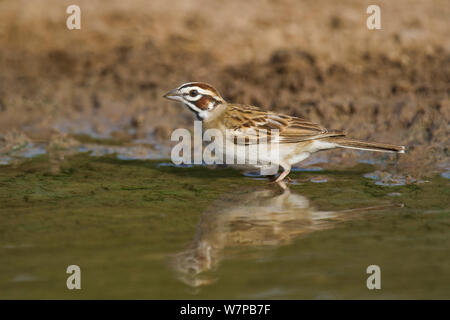 Wild Lark Sparrow (Chondestes grammacus) drinks at the edge of a small pond on Dos Venadas Ranch, Starr county, Rio grande valley, Texas Stock Photo