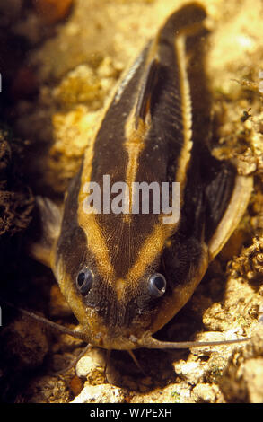 Unidentified catfish (Siluriformes sp) Amazon Basin, Brazil Stock Photo