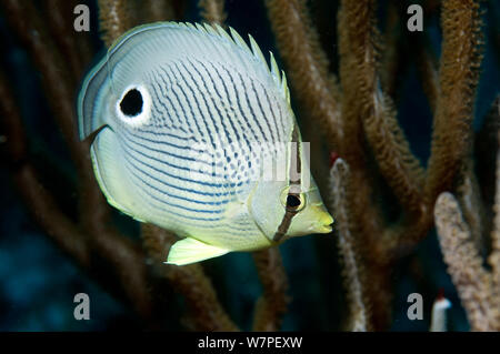 Foureye butterflyfish (Chaetodon capistratus) common butterfly fish in the Caribbean, Tobago. Caribbean. Stock Photo