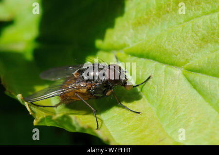 Face fly / Autumn house fly (Musca autumnalis) bubbling its stomach contents to speed digestion, Wiltshire garden, UK, April. Stock Photo