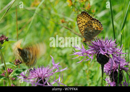 Dark green fritillary butterfly (Argynnis aglaja) feeding on Greater knapweed flower (Centaurea scabiosa) as another takes off in the background, chalk grassland meadow, Wiltshire, UK, July Stock Photo