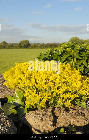 Wallpepper (Sedum acre) clump flowering on a wall, Wiltshire, UK, June Stock Photo