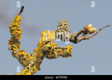 Bunny Emily S porno kliplar