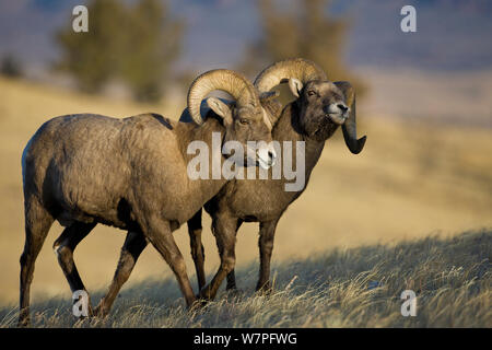 Rocky Mountain Bighorn Sheep (Ovis canadensis) males, horning each other in dominance display. Whiskey Mountain Sheep ranger, Wind River Mts near Dubois, Wyoming. Stock Photo