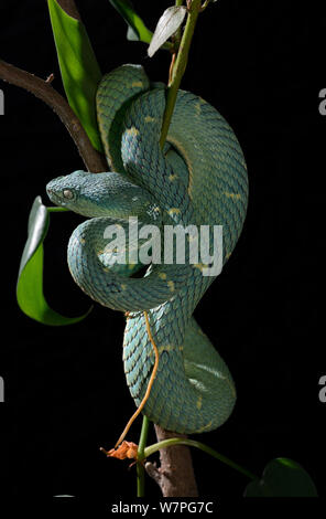 Side-stripped palm pitviper (Botriechis lateralis) captive from Costa-Rica Stock Photo