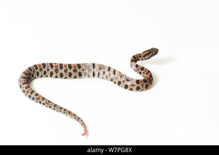 Dusky pigmy Rattlesnake (Sistrurus miliarius barbouri) captive from South East USA Stock Photo