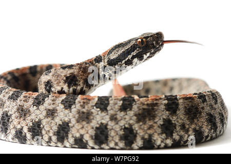 Dusky pigmy Rattlesnake (Sistrurus miliarius barbouri) captive from South East USA Stock Photo