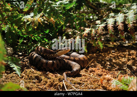 Asp Viper (Vipera aspis) among ferns, France, July Stock Photo