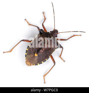 Forest Shield Bug (Pentatoma rufipes). Global distribution. Stock Photo