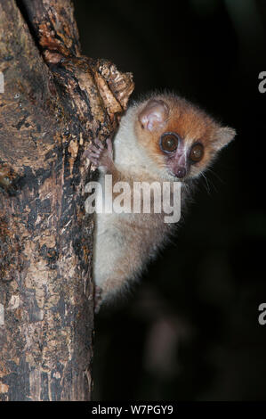 Brown Mouse Lemur (Microcebus rufus) Ialasatra, Madagascar Stock Photo