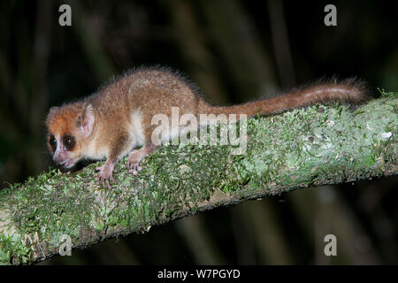 Brown Mouse Lemur (Microcebus rufus) Ialasatra, Madagascar Stock Photo