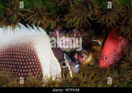Pixy hawkfish (Cirrhitichthys oxycephalus) and Reticulated butterflyfish (Chaetodon reticulatus) hiding in coral, Palau, Micronesia. Stock Photo