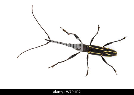 Straight-snouted weevil (Brentidae) Costa Rica. meetyourneighbours.net project Stock Photo