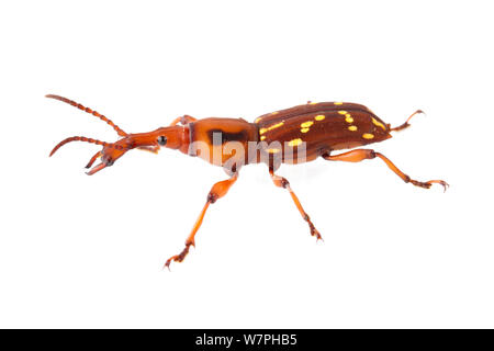 Straight-snouted weevil (Arrhenodes sp.) Costa Rica. meetyourneighbours.net project Stock Photo