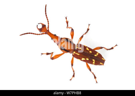 Straight-snouted weevil (Arrhenodes sp.) Costa Rica. meetyourneighbours.net project Stock Photo