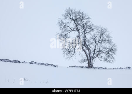 Ash tree (Fraxinus excelsior) on field boundary in snow near Bonsall village, Peak District National Park, Derbyshire, UK. January. Stock Photo