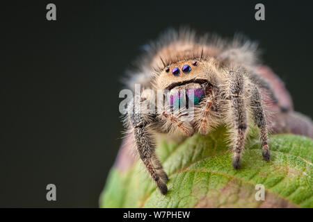 Regal Jumping Spider (Phidippus regius) female, showing irridescent mandibles. Captive, endemic to North America. Stock Photo