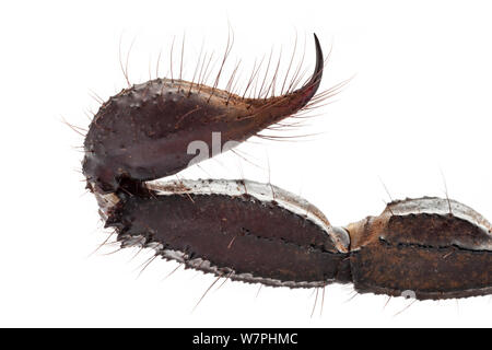 Sting of Giant Forest Scorpion (Heterometrus laoticus / longimanus). Captive, originating from Vietnam / Thailand. Stock Photo