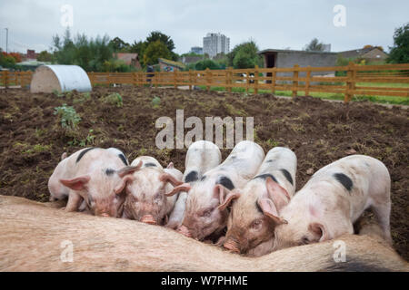 Gloucestershire Old Spot piglets (Sus scrofa domestica) suckling from sow. Stonebridge City Farm in central Nottingham, UK, October. Stock Photo