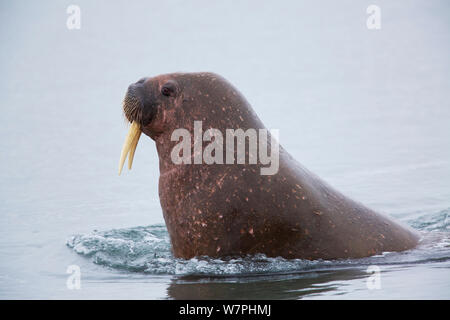 Walrus (Odobenus rosmarus) male in shallow water, close to haul out, Poolepynten, Prins Karls Forland, Forlandsundet, Svalbard, Norway