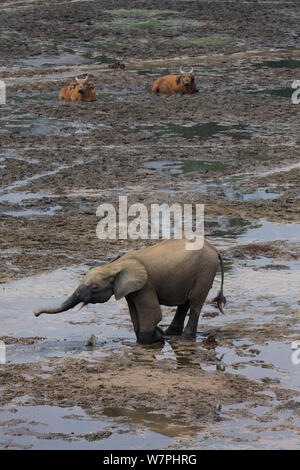 Forest elephants (Loxodonta africana cyclotis) digging minerals in front of Forest buffalo (Syncerus caffer nanus) Dzanga Bai Clearing, Central African Republic, Africa. Stock Photo