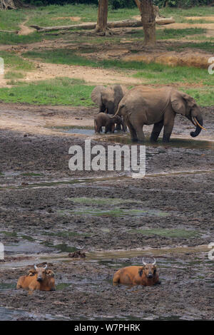 Forest elephants (Loxodonta africana cyclotis) digging minerals in front of Forest buffalo (Syncerus caffer nanus) Dzanga Bai Clearing, Central African Republic, Africa. Stock Photo